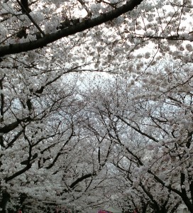 4.5桜並木